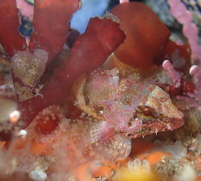 Image of Rosy sculpin