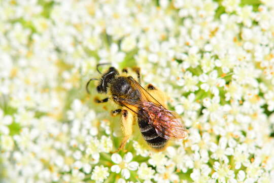 Image of Andrena thaspii Graenicher 1903