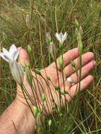 Image of long-ray brodiaea