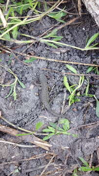 Image of Mexican black-spotted newt