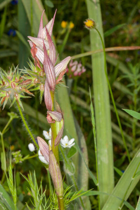 Image of Small-flowered serapias