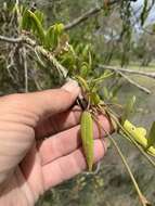 Vincetoxicum carnosum (R. Br.) Benth. resmi