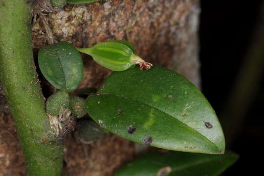 Image of thinpetal bulbophyllum