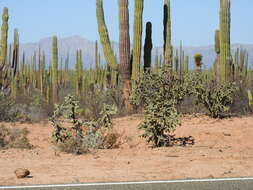 Image of Cylindropuntia cholla (F. A. C. Weber) F. M. Knuth