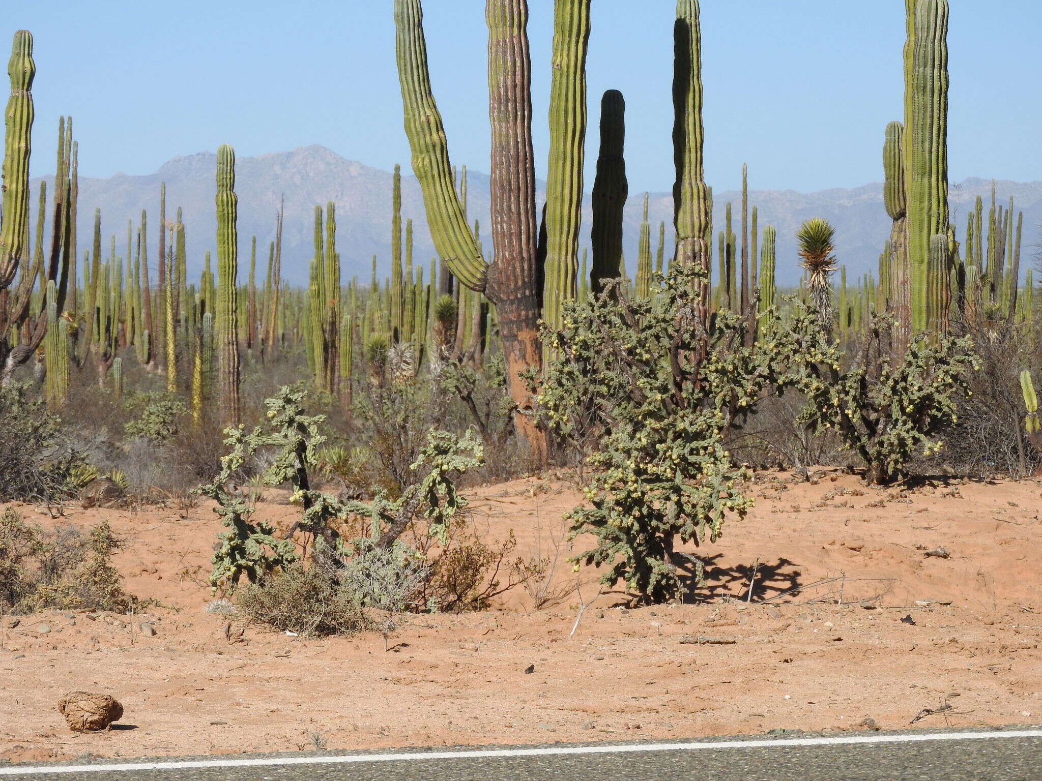 Image of Cylindropuntia cholla (F. A. C. Weber) F. M. Knuth