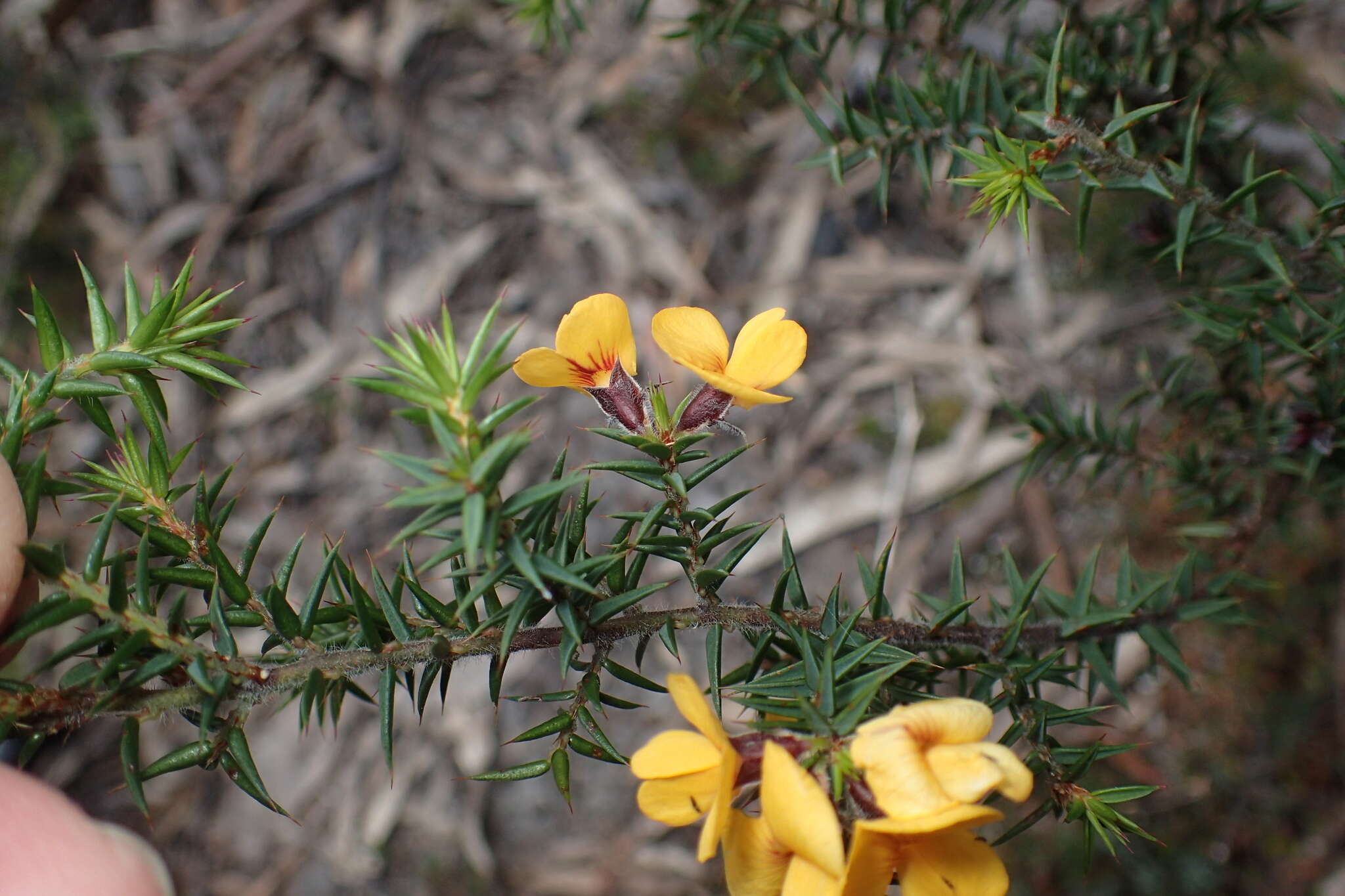 Слика од Pultenaea juniperina Labill.