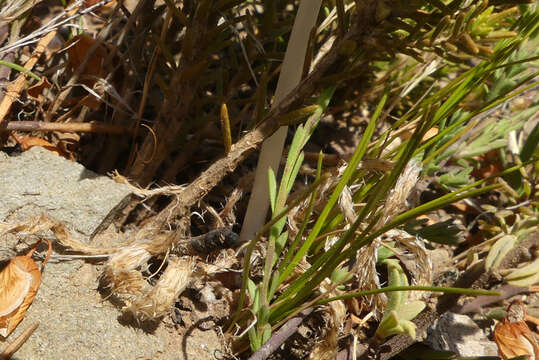 Image of Gethyllis villosa (Thunb.) Thunb.