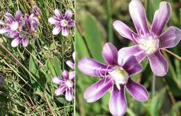 Image of Sparaxis grandiflora subsp. violacea (Eckl.) Goldblatt