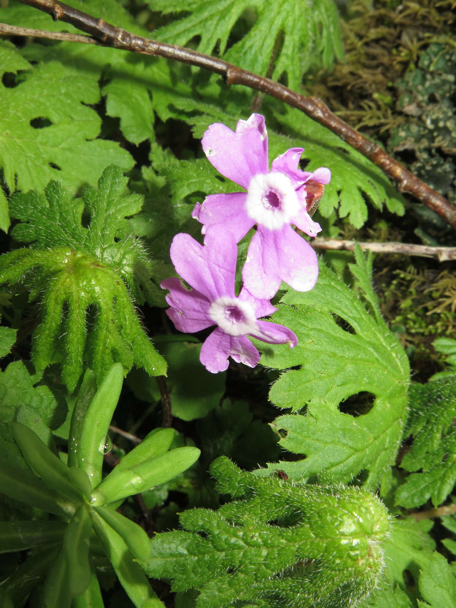 Primula palmata Hand.-Mazz. resmi