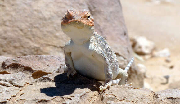 Image of Desert Agama