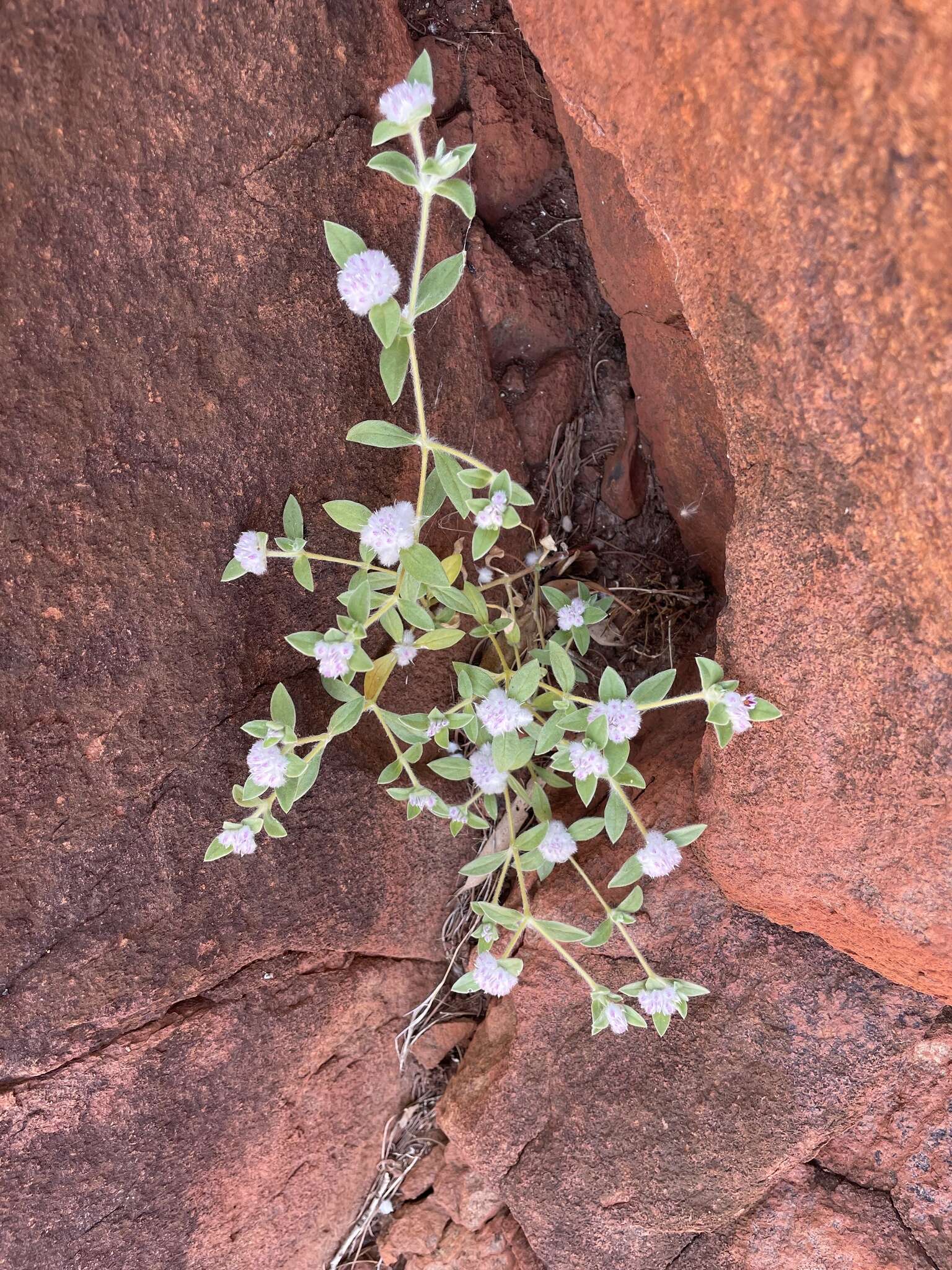 Image of Gomphrena cunninghamii (Moq.) Druce