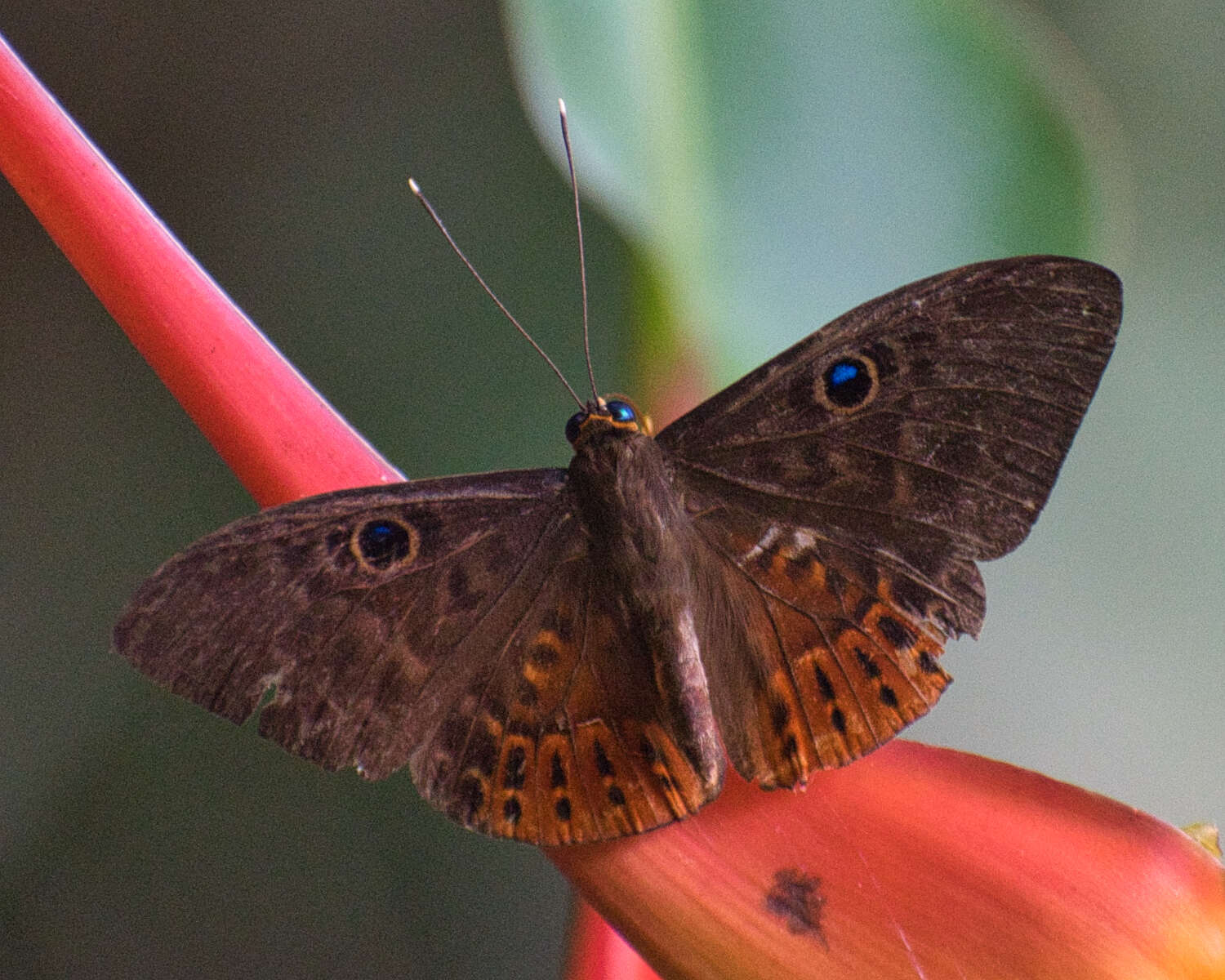 Image of Eurybia patrona Weymer 1875