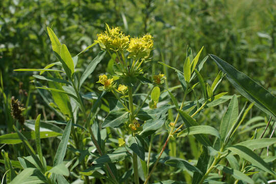 Image of Marsh Spurge