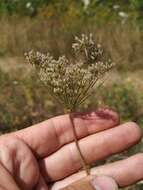 Imagem de Pimpinella peregrina L.