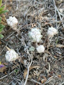 Image of spring pygmycudweed