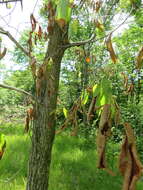 Image of Dutch elm disease