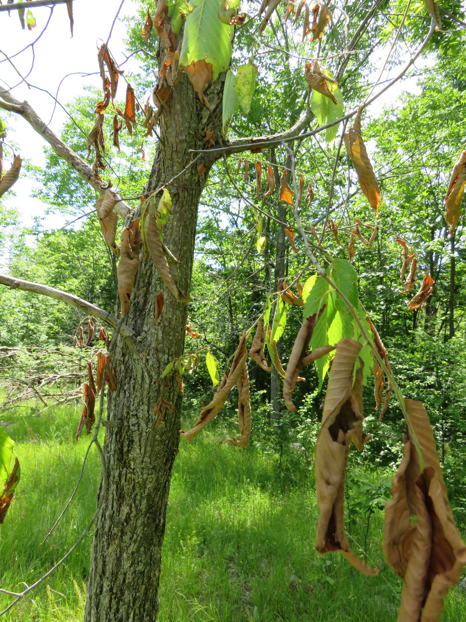 Image of Dutch elm disease