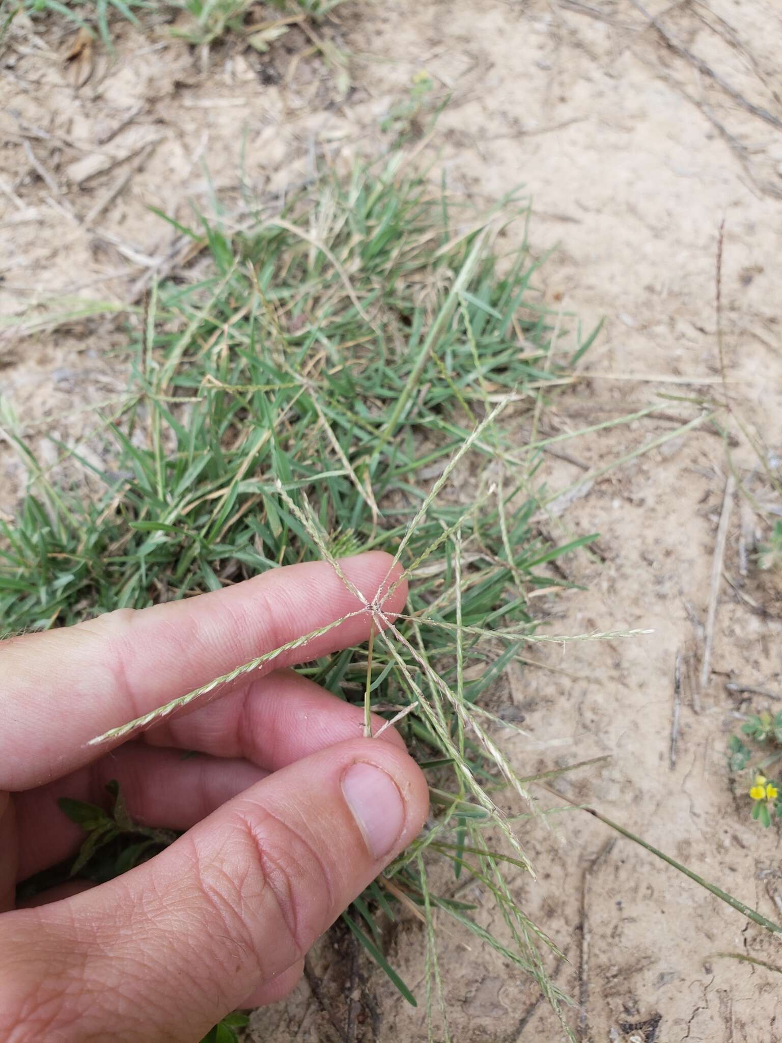 Image of slimspike windmill grass