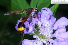 Слика од Oreumenes decoratus (Smith 1852)