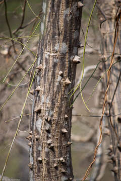 Image of Ceiba aesculifolia subsp. aesculifolia