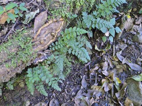 Image of variable spleenwort