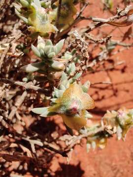 Plancia ëd Maireana platycarpa P. G. Wilson