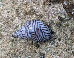 Image of zebra periwinkle