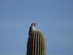 Image of Gilded Flicker