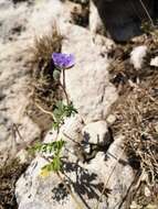 Sivun <i>Erodium fumarioides</i> kuva