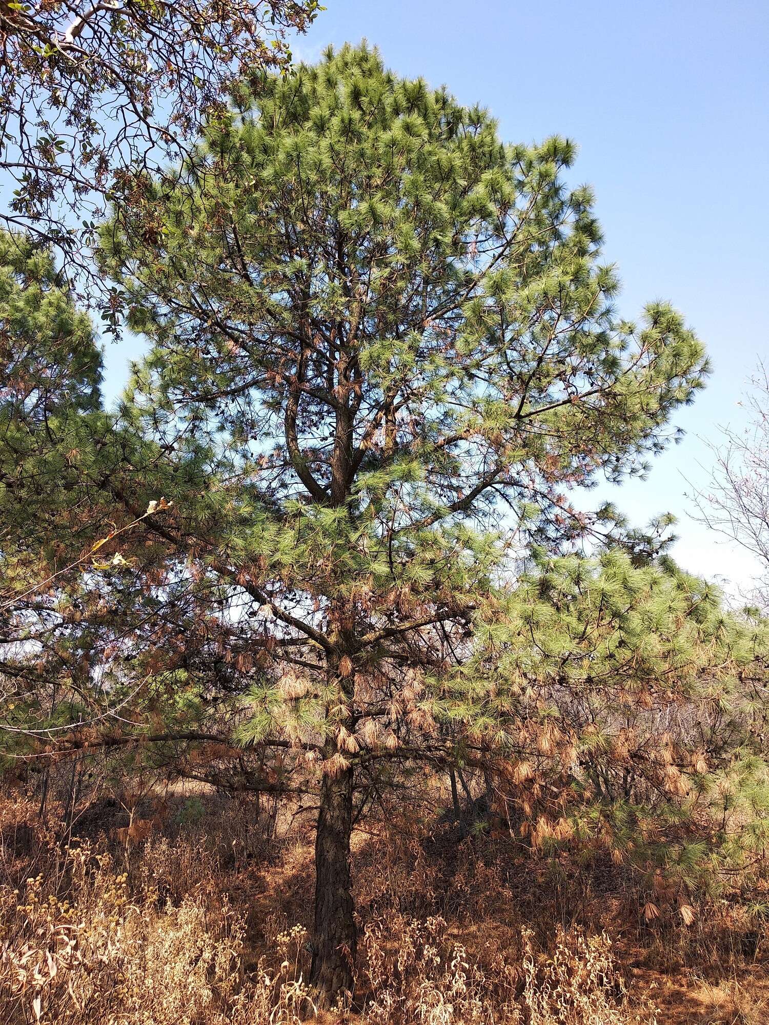 Image of Pinus leiophylla var. leiophylla