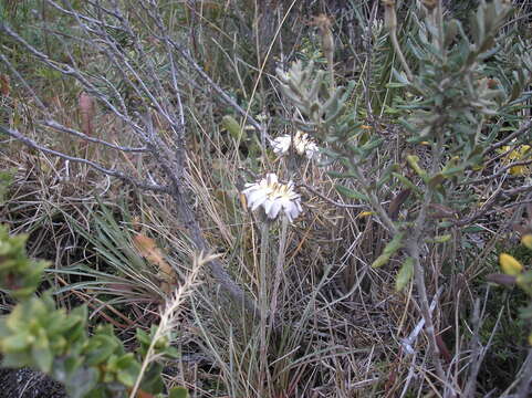 Image of Hypochaeris incana (Hook. & Arn.) Macloskie