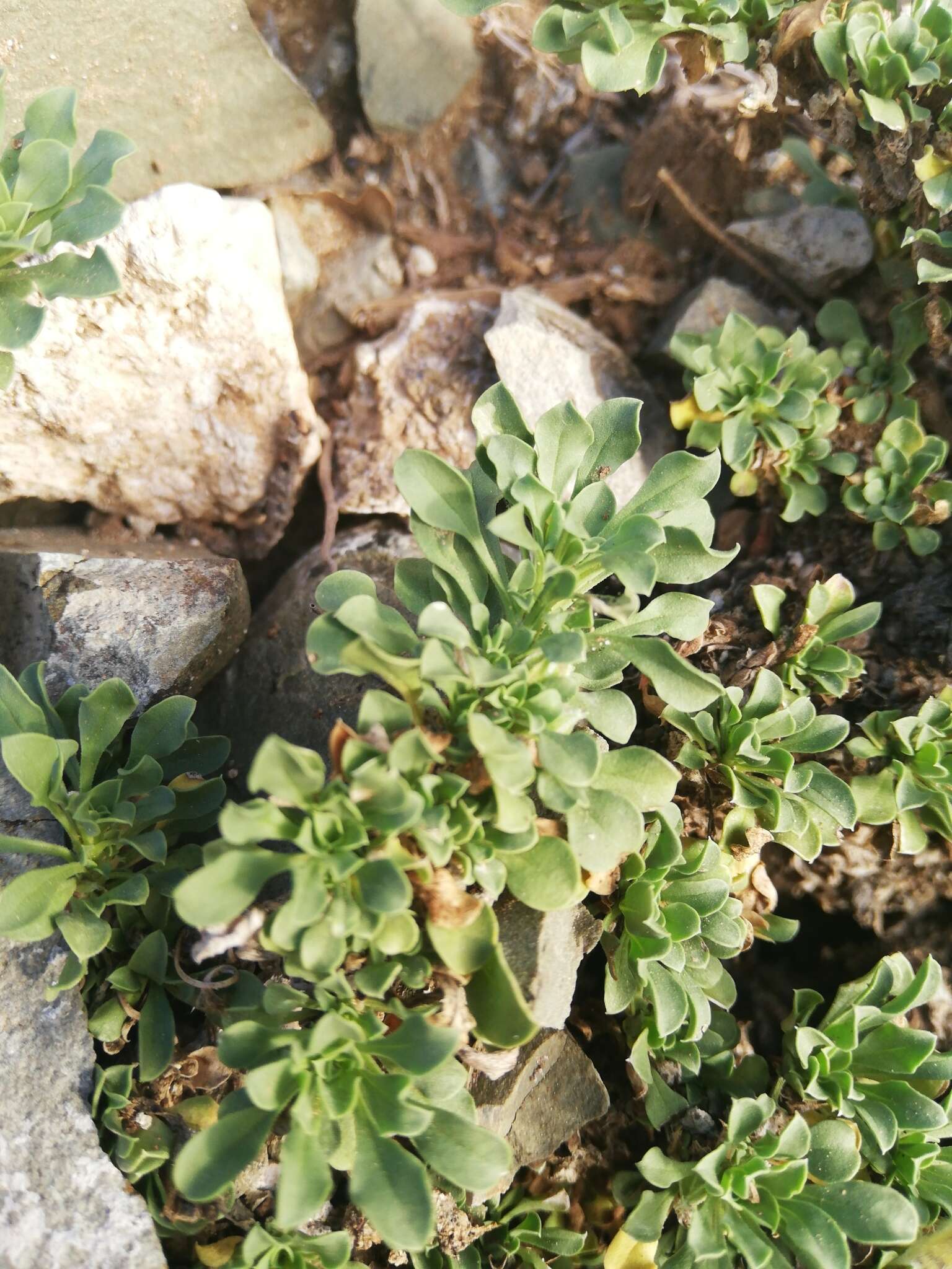 Image of Aptosimum procumbens (Lehm.) Burch. ex Steud.