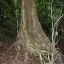 Image of <i>Sterculia allenii</i>