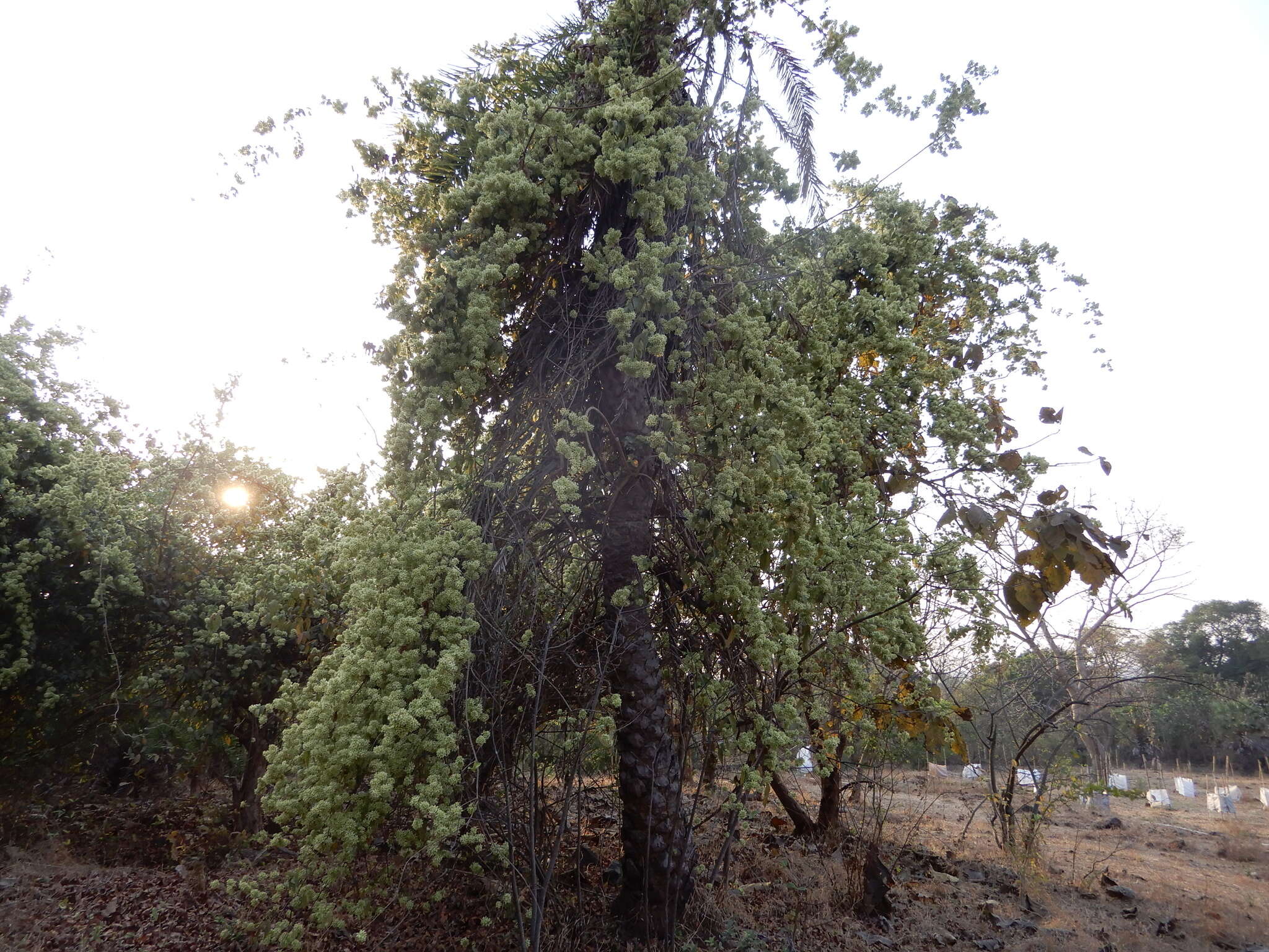 Image of Calycopteris