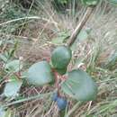 Image of Berberis agapatensis Lechl.