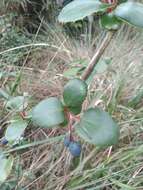 Image de Berberis agapatensis Lechl.