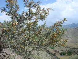 Imagem de Prunus spinosissima (A. Bunge) Franch.