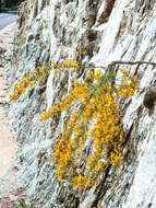 صورة Genista corsica (Loisel.) DC.