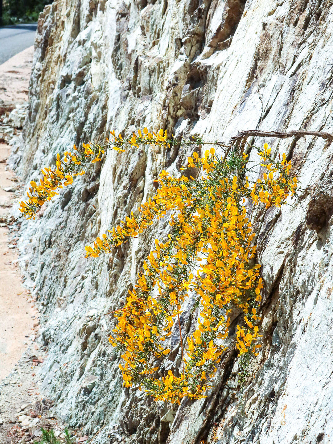 صورة Genista corsica (Loisel.) DC.