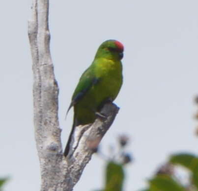 Image of New Caledonian Parakeet