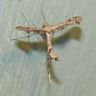 Image of Lantana plume moth