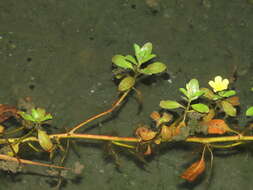 صورة Ludwigia taiwanensis C. I. Peng