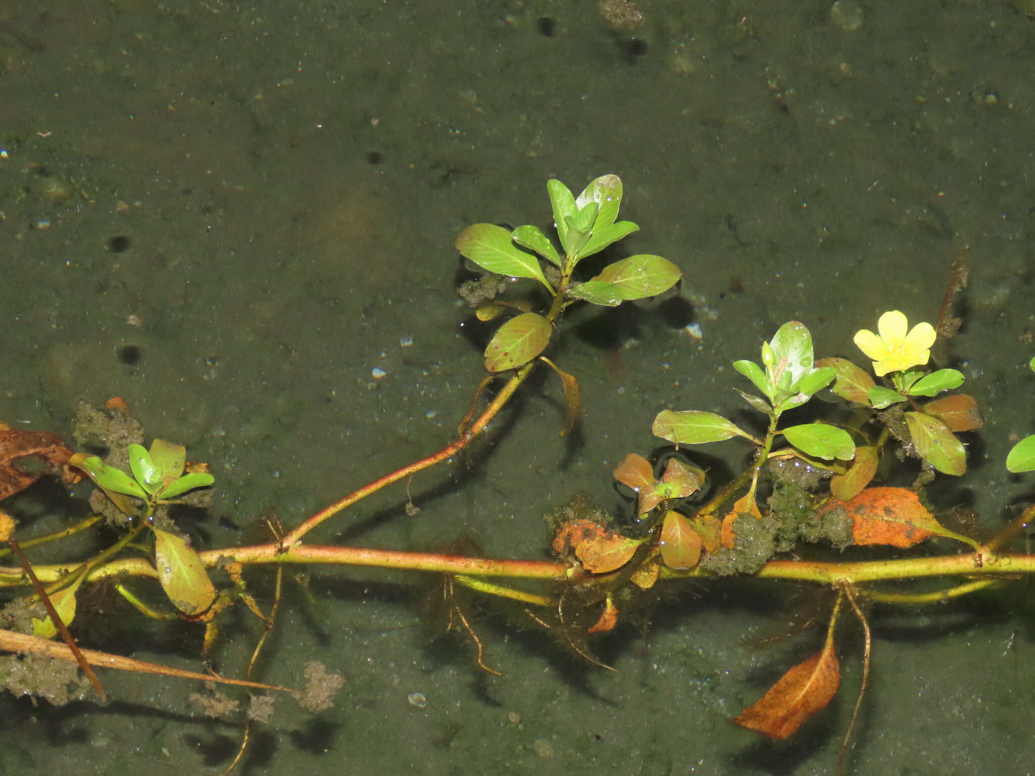 Image of Ludwigia taiwanensis C. I. Peng