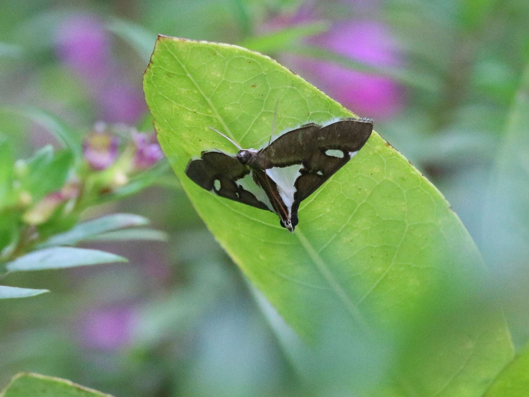 Image of Glyphodes bicolor Swainson (1821)