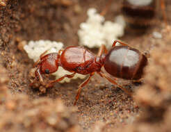 Pheidole crassicornis Emery 1895 resmi