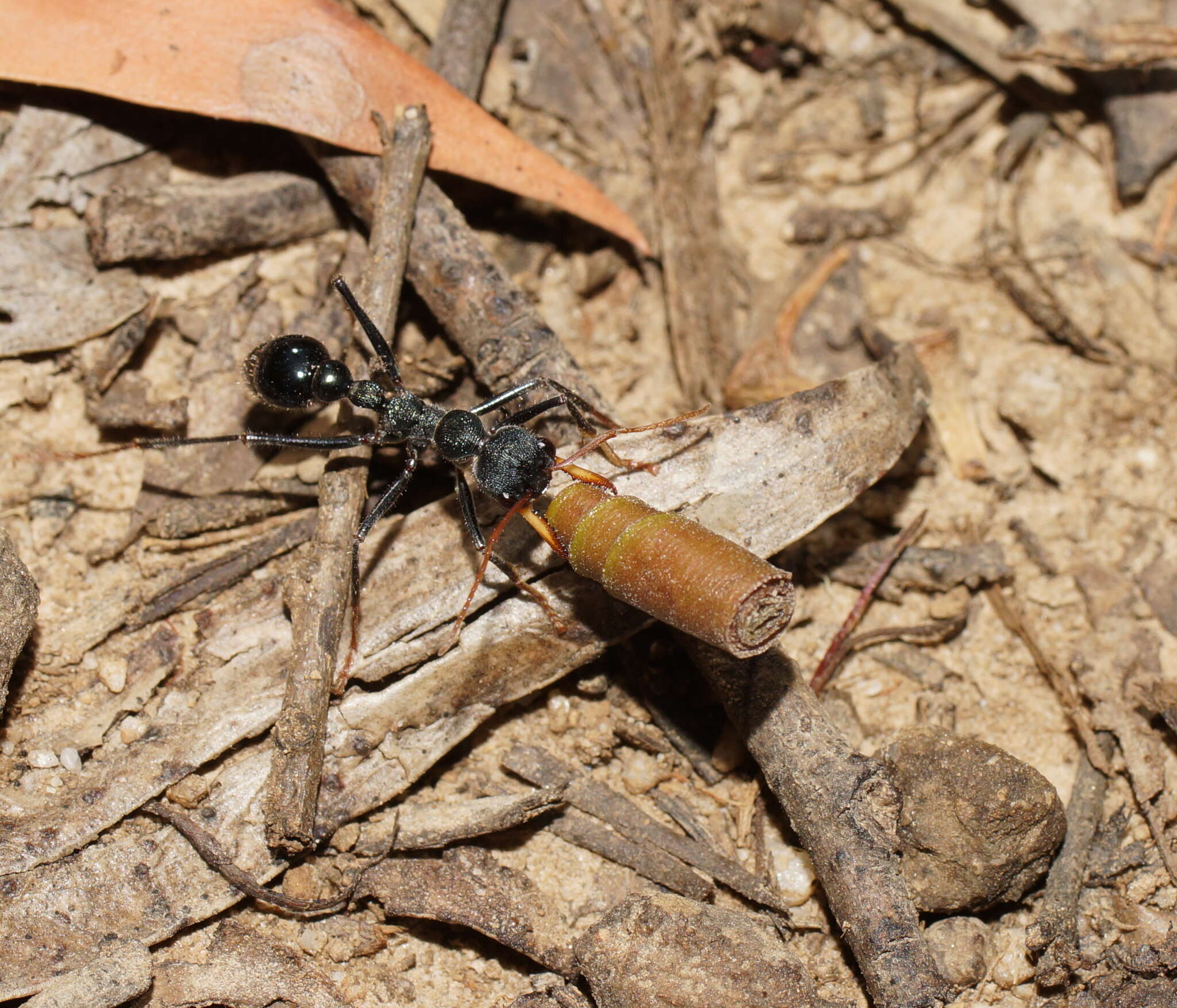 Image of Myrmecia tarsata Smith 1858