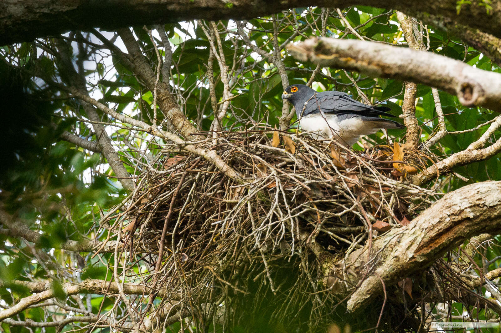 Image of White-bellied Goshawk