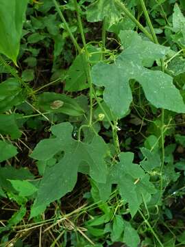 Image of Five-Lobe-Cucumber