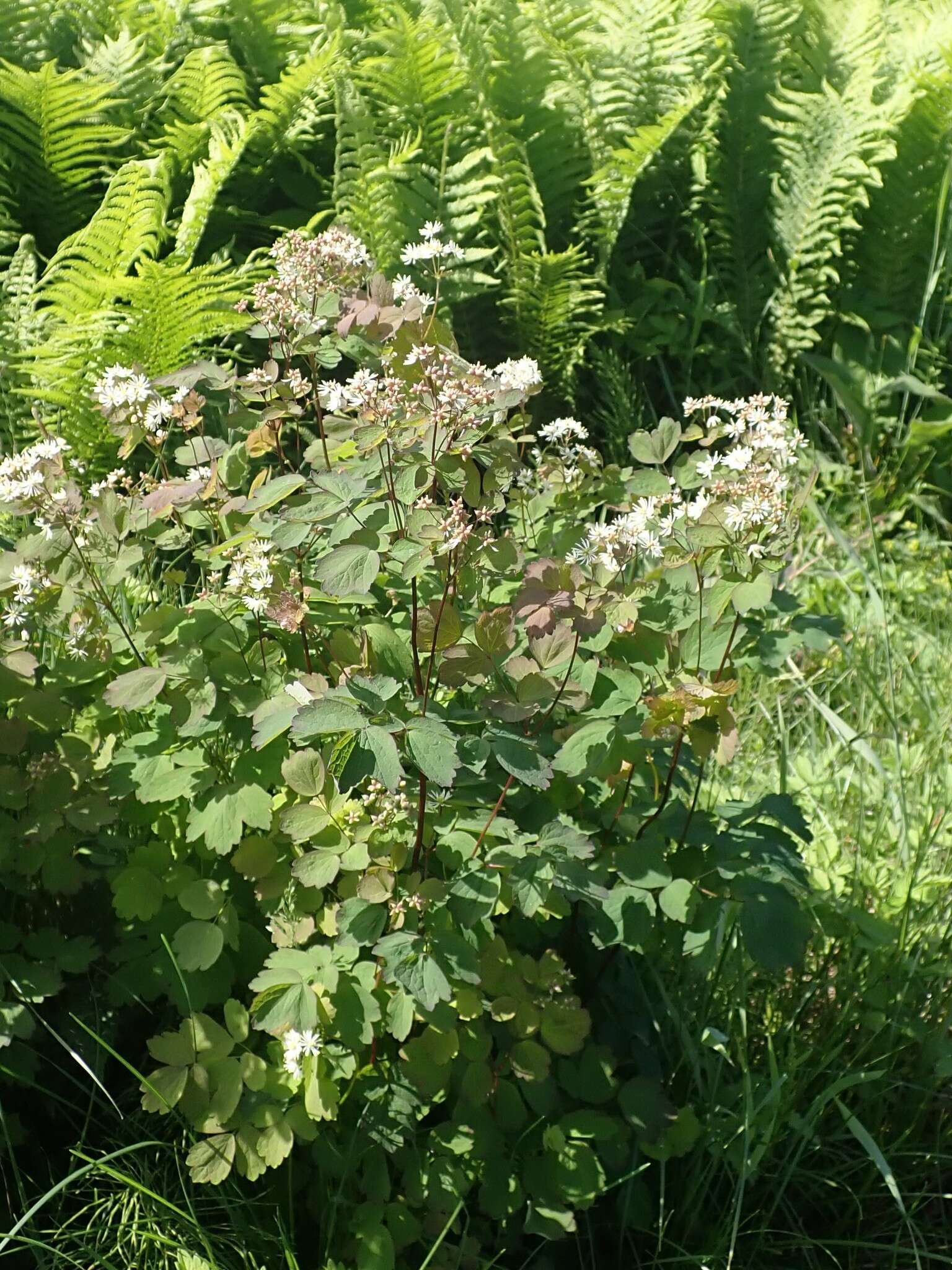 Слика од Thalictrum baicalense Turcz. ex Ledeb.