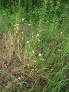 Image of cultivated garlic